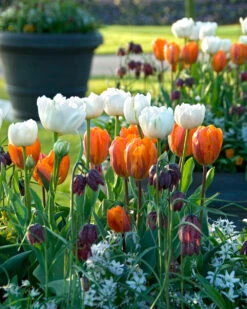 Tulip 'Mount Tacoma' -Beauty Flowers Shop tulip mount tacoma 4