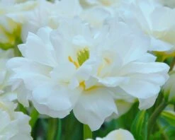 Tulip 'Mount Tacoma' -Beauty Flowers Shop tulip mount tacoma 4 299806a6 b5e8 40be bc42 e3c0de0d121d