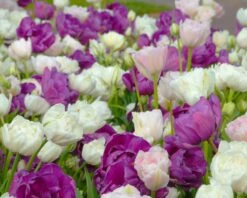 Tulip 'Mount Tacoma' -Beauty Flowers Shop tulip mount tacoma 5