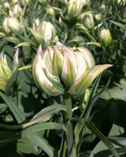 Tulip 'Mystery Valley' -Beauty Flowers Shop tulip mystery valley 0