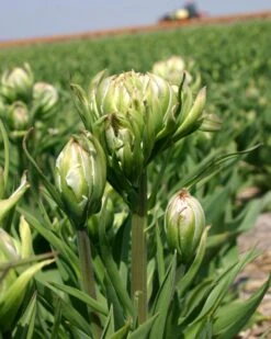Tulip 'Mystery Valley' -Beauty Flowers Shop tulip mystery valley 1 c9219a03 238d 4434 9cdb f4a512b98cc8