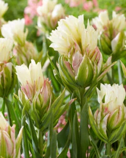 Tulip 'Mystery Valley' -Beauty Flowers Shop tulip mystery valley 2