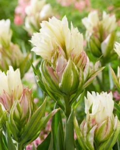 Tulip 'Mystery Valley' -Beauty Flowers Shop tulip mystery valley 3