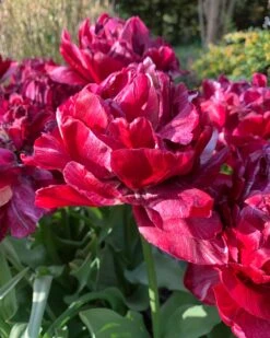 Tulip 'Nachtwacht' 14 Tulip 'Nachtwacht' -Beauty Flowers Shop tulip nachtwacht 0