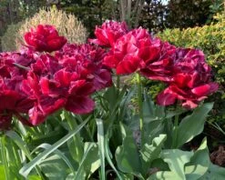 Tulip 'Nachtwacht' 18 Tulip 'Nachtwacht' -Beauty Flowers Shop tulip nachtwacht 01