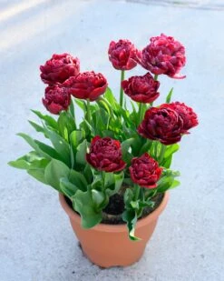 Tulip 'Nachtwacht' 17 Tulip 'Nachtwacht' -Beauty Flowers Shop tulip nachtwacht 1