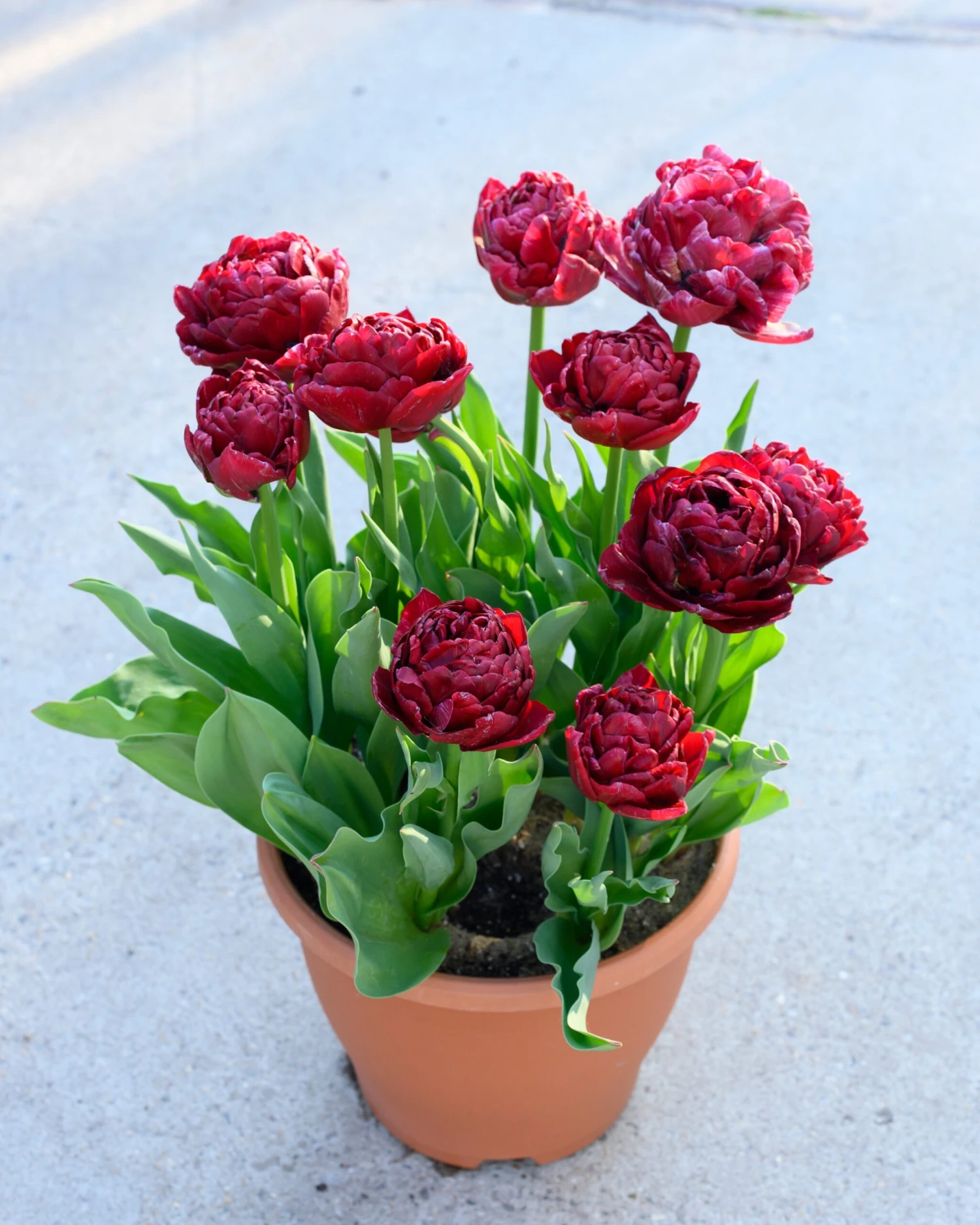 Tulip 'Nachtwacht' 8 Tulip 'Nachtwacht' - Image 6