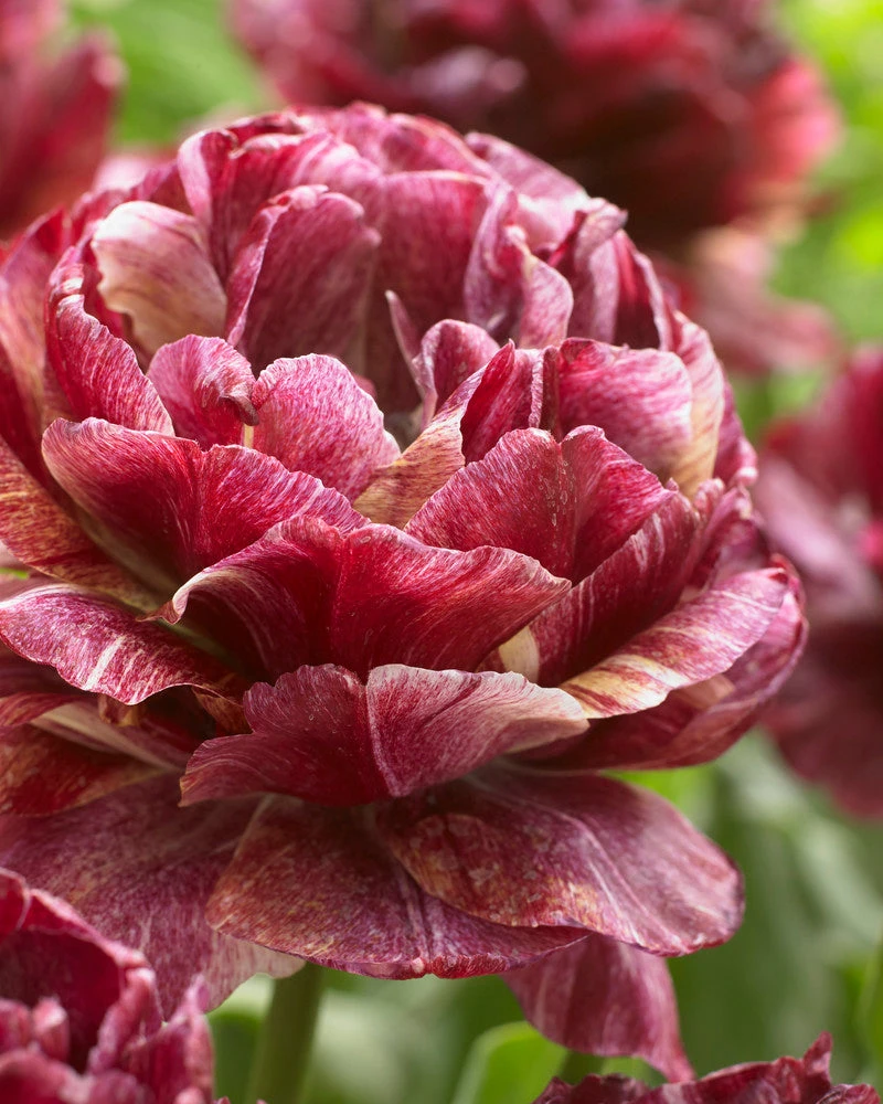 Tulip 'Nachtwacht' 3 Tulip 'Nachtwacht'