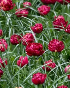 Tulip 'Nachtwacht' 16 Tulip 'Nachtwacht' -Beauty Flowers Shop tulip nachtwacht 4