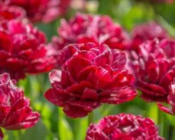 Tulip 'Nachtwacht' 19 Tulip 'Nachtwacht' -Beauty Flowers Shop tulip nachtwacht 5