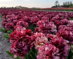 Tulip 'Nachtwacht' 13 Tulip 'Nachtwacht' -Beauty Flowers Shop tulip nachtwacht 6