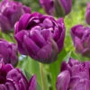 Tulip 'Negrita Double' 2 Tulip 'Negrita Double' -Beauty Flowers Shop tulip negrita double 1