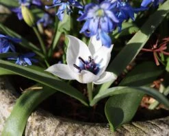 Tulip 'Coerulea Oculata Alba' 14 Tulip 'Coerulea Oculata Alba' -Beauty Flowers Shop tulip oculata alba 0
