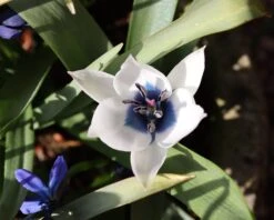 Tulip 'Coerulea Oculata Alba' 19 Tulip 'Coerulea Oculata Alba' -Beauty Flowers Shop tulip oculata alba 00