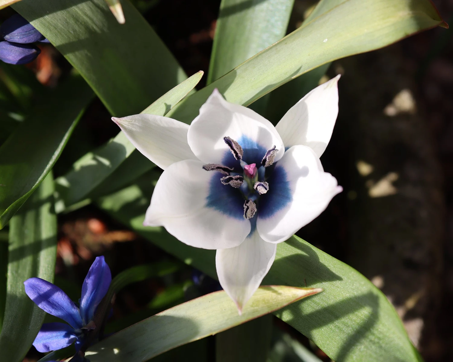 Tulip 'Coerulea Oculata Alba' 11 Tulip 'Coerulea Oculata Alba' - Image 9