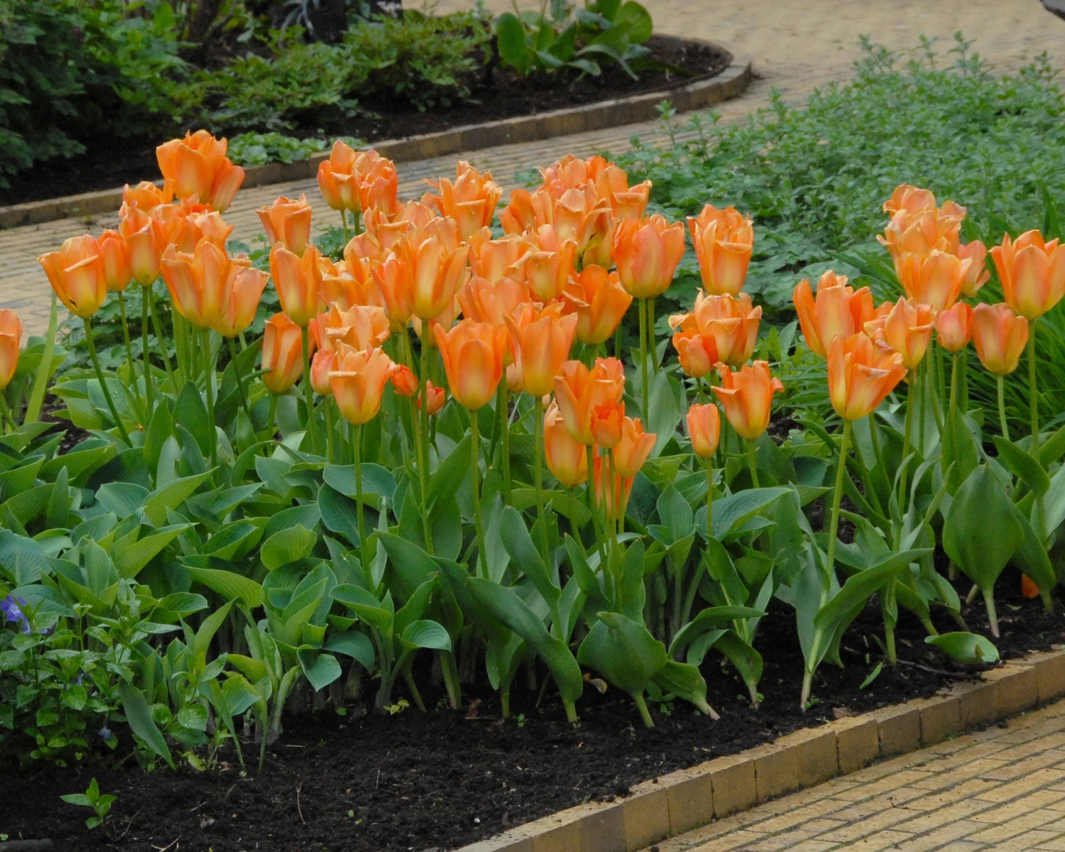 Tulip 'Orange Emperor' 5 Tulip 'Orange Emperor' - Image 3