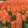 Tulip 'Orange Emperor'