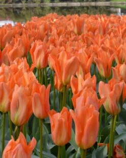 Tulip 'Orange Emperor'