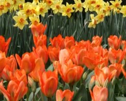 Tulip 'Orange Emperor' 17 Tulip 'Orange Emperor' -Beauty Flowers Shop tulip orange emperor 2 c9651543 650c 4f11 8d40 e2c95eb38171