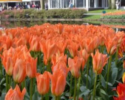 Tulip 'Orange Emperor' 14 Tulip 'Orange Emperor' -Beauty Flowers Shop tulip orange emperor 3
