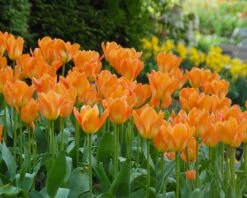 Tulip 'Orange Emperor' 16 Tulip 'Orange Emperor' -Beauty Flowers Shop tulip orange emperor 5