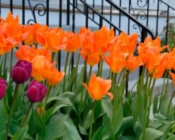 Tulip 'Orange Emperor' 13 Tulip 'Orange Emperor' -Beauty Flowers Shop tulip orange emperor 6