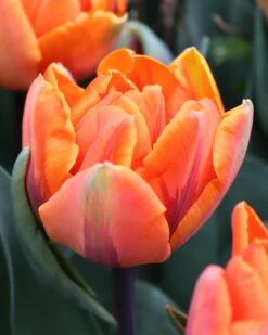 Tulip 'Orange Princess' -Beauty Flowers Shop tulip orange princess 0