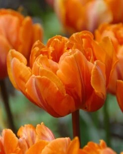 Tulip 'Orange Princess' -Beauty Flowers Shop tulip orange princess 1