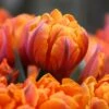Tulip 'Orange Princess' 2 Tulip 'Orange Princess' -Beauty Flowers Shop tulip orange princess 2