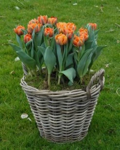Tulip 'Orange Princess' -Beauty Flowers Shop tulip orange princess 3