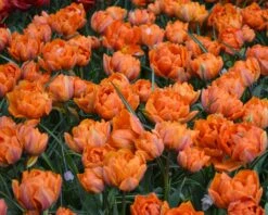 Tulip 'Orange Princess' -Beauty Flowers Shop tulip orange princess 4