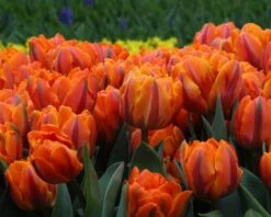 Tulip 'Orange Princess' -Beauty Flowers Shop tulip orange princess 4 24133a77 3ad0 470e b124 6dbdcc979c65