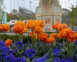 Tulip 'Orange Princess' -Beauty Flowers Shop tulip orange princess 5