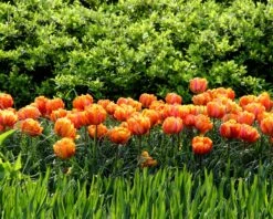 Tulip 'Orange Princess' -Beauty Flowers Shop tulip orange princess 7