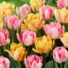 Tulip Collection 'Peach Passion' 2 Tulip Collection 'Peach Passion' -Beauty Flowers Shop tulip peach passion 1