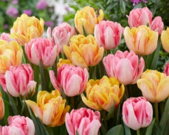 Tulip Collection 'Peach Passion' 9 Tulip Collection 'Peach Passion' -Beauty Flowers Shop tulip peach passion 2