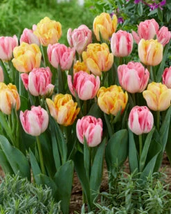 Tulip Collection 'Peach Passion' 11 Tulip Collection 'Peach Passion' -Beauty Flowers Shop tulip peach passion 3