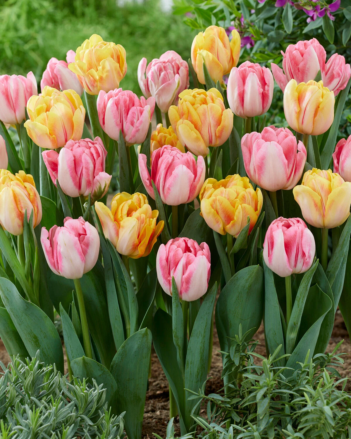 Tulip Collection 'Peach Passion' 7 Tulip Collection 'Peach Passion' - Image 5
