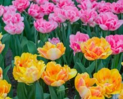 Tulip Collection 'Peach Passion' 10 Tulip Collection 'Peach Passion' -Beauty Flowers Shop tulip peach passion 4