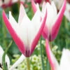 Tulip 'Peppermint Stick' 1 Tulip 'Peppermint Stick' -Beauty Flowers Shop tulip peppermint stick 01
