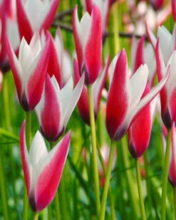 Tulip 'Peppermint Stick' -Beauty Flowers Shop tulip peppermint stick 3