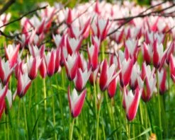 Tulip 'Peppermint Stick' -Beauty Flowers Shop tulip peppermint stick 4