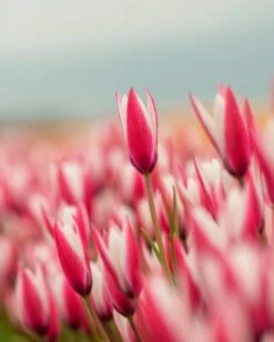 Tulip 'Peppermint Stick' -Beauty Flowers Shop tulip peppermint stick 5