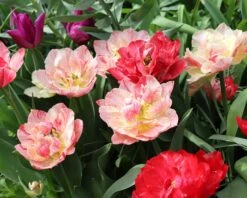 Tulip 'Peptalk' -Beauty Flowers Shop tulip peptalk 00