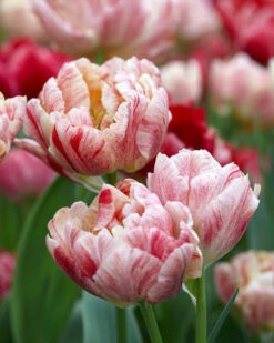 Tulip 'Peptalk' -Beauty Flowers Shop tulip peptalk 1