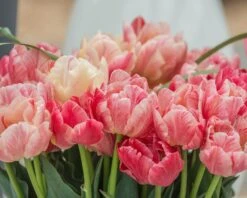 Tulip 'Peptalk' -Beauty Flowers Shop tulip peptalk 2