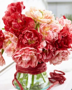 Tulip 'Peptalk' -Beauty Flowers Shop tulip peptalk 3