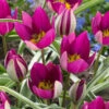 Tulip 'Persian Pearl' 1 Tulip 'Persian Pearl' -Beauty Flowers Shop tulip persian pearl 1