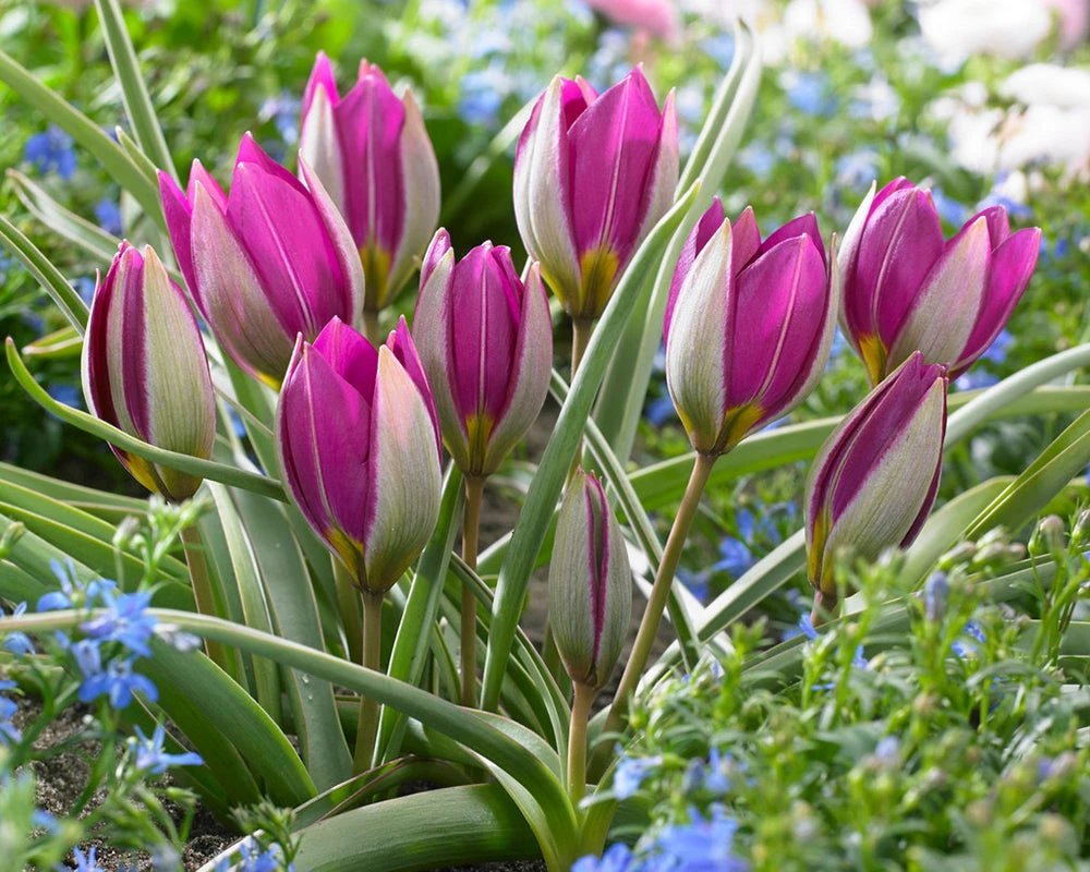 Tulip 'Persian Pearl' 4 Tulip 'Persian Pearl' - Image 2