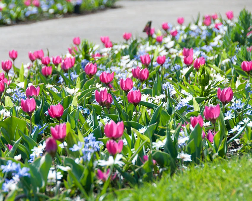 Tulip 'Persian Pearl' 5 Tulip 'Persian Pearl' - Image 3